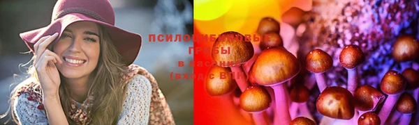 прущие грибы Медногорск